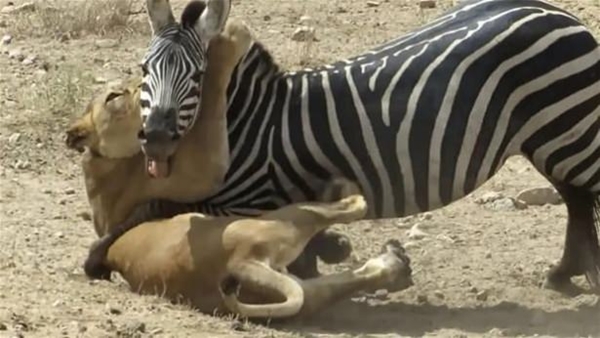 Foto - Vahşi doğadan ölümcül kavgalar