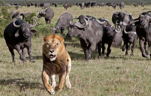 Foto - Vahşi doğadan ölümcül kavgalar