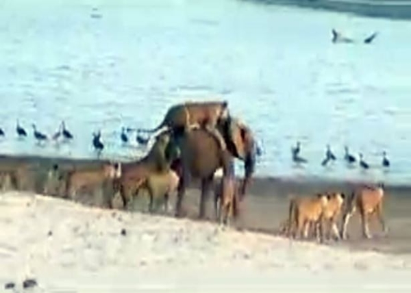 Foto - Vahşi doğadan ölümcül kavgalar