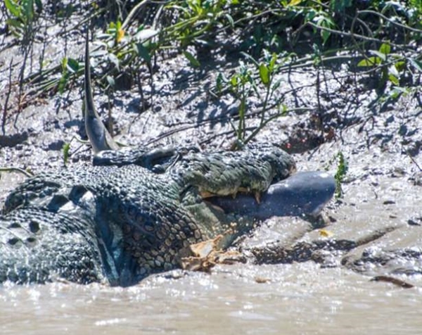 Foto - Vahşi doğadan ölümcül kavgalar
