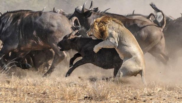 Foto - Vahşi doğadan ölümcül kavgalar