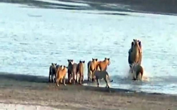 Foto - Vahşi doğadan ölümcül kavgalar