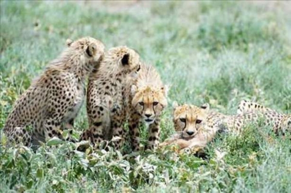 Foto - Vahşi doğadan ölümcül kavgalar