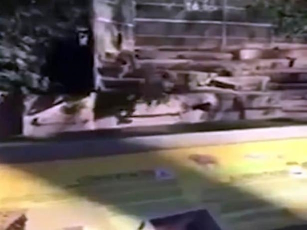 Foto - Vahşi doğadan ölümcül kavgalar