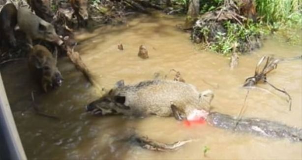 Foto - Vahşi doğadan ölümcül kavgalar
