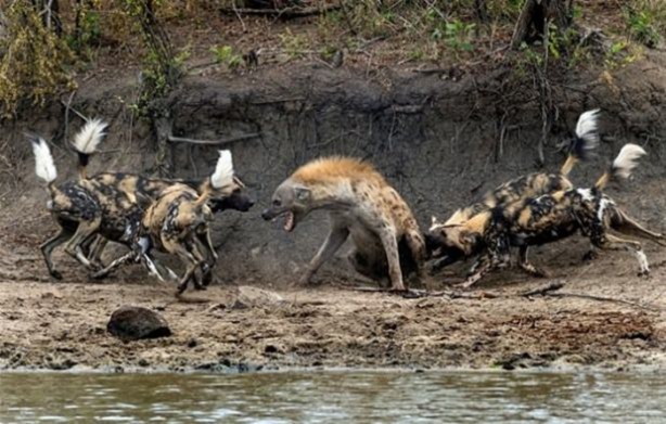 Foto - Vahşi doğadan ölümcül kavgalar