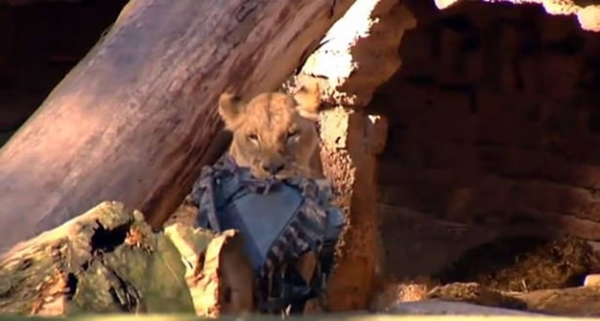 Foto - Vahşi doğadan ölümcül kavgalar