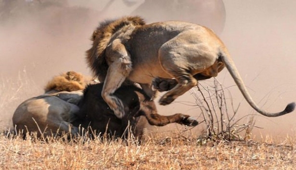 Foto - Vahşi doğadan ölümcül kavgalar