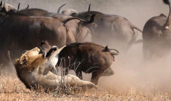 Foto - Vahşi doğadan ölümcül kavgalar