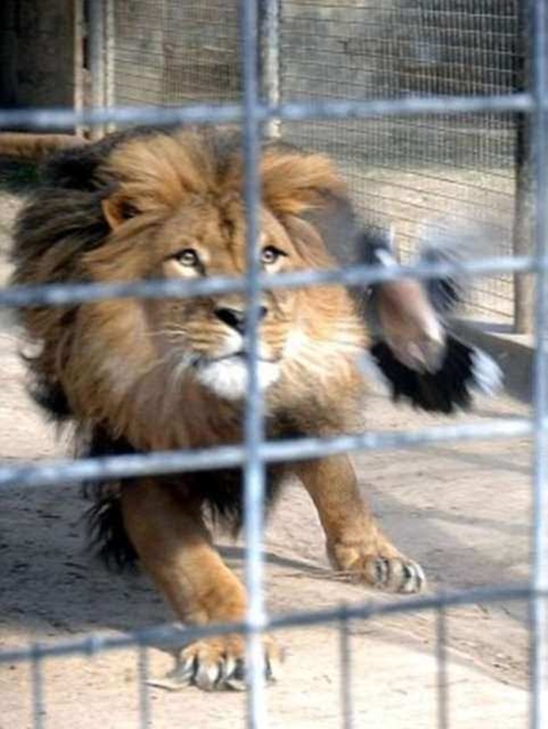 Foto - Vahşi doğadan ölümcül kavgalar