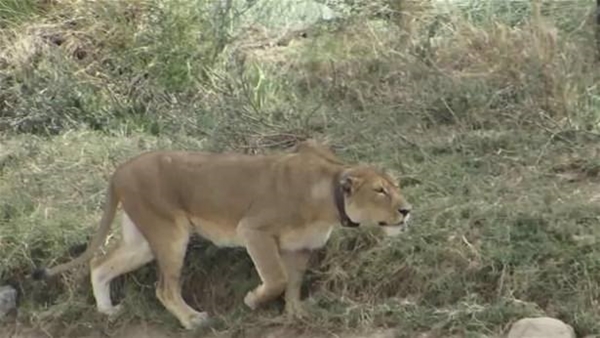 Foto - Vahşi doğadan ölümcül kavgalar