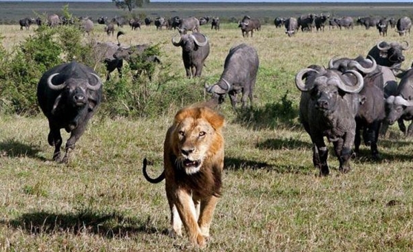 Foto - Vahşi doğadan ölümcül kavgalar