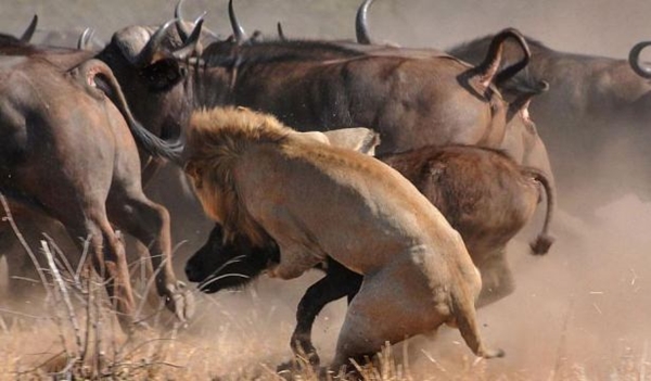 Foto - Vahşi doğadan ölümcül kavgalar