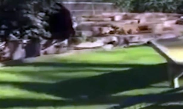 Foto - Vahşi doğadan ölümcül kavgalar