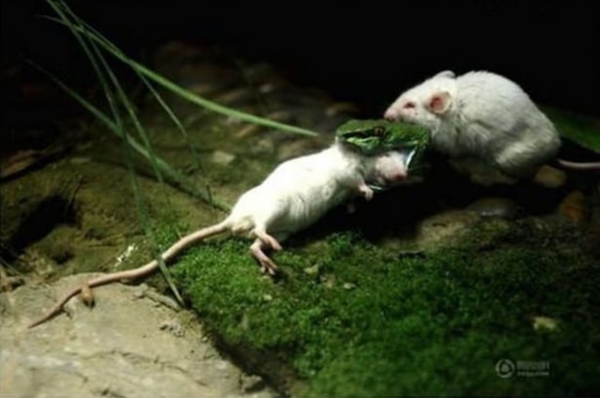 Foto - Vahşi doğadan ölümcül kavgalar