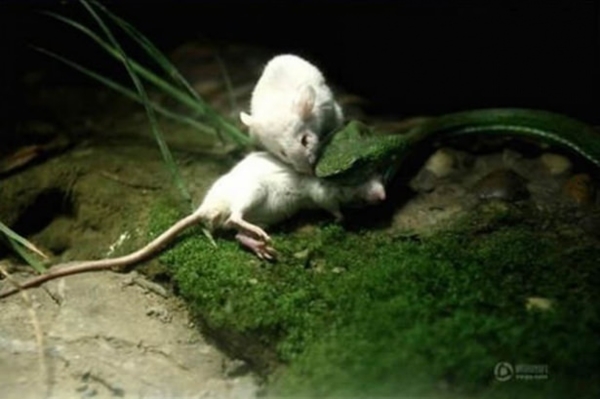 Foto - Vahşi doğadan ölümcül kavgalar