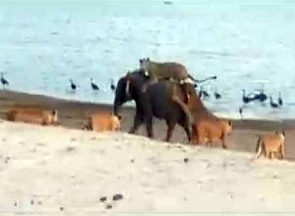 Foto - Vahşi doğadan ölümcül kavgalar