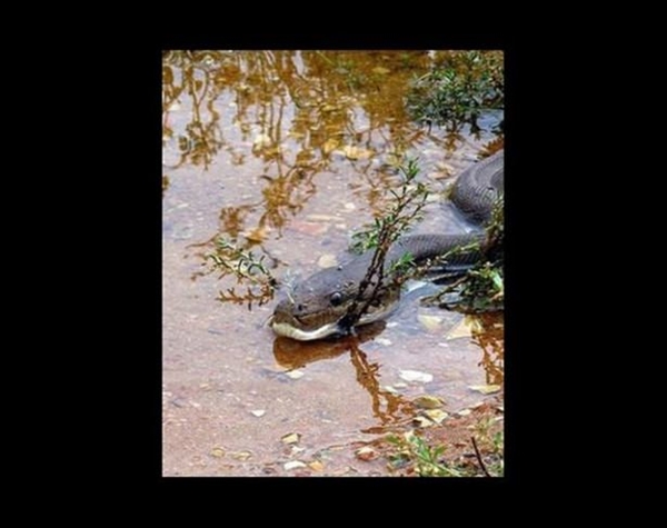 Foto - Vahşi doğadan ölümcül kavgalar