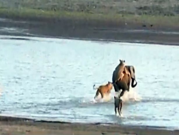 Foto - Vahşi doğadan ölümcül kavgalar