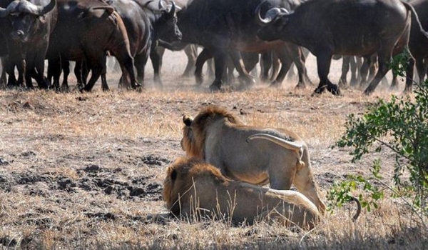 Foto - Vahşi doğadan ölümcül kavgalar