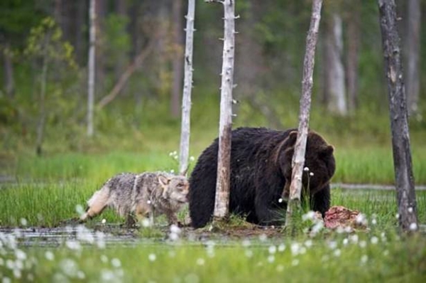 Foto - Vahşi doğadan ölümcül kavgalar