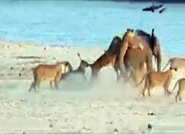 Foto - Vahşi doğadan ölümcül kavgalar