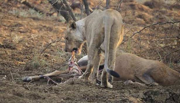 Foto - Vahşi doğadan ölümcül kavgalar