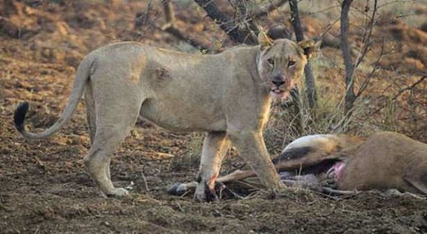 Foto - Vahşi doğadan ölümcül kavgalar