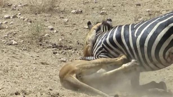 Foto - Vahşi doğadan ölümcül kavgalar