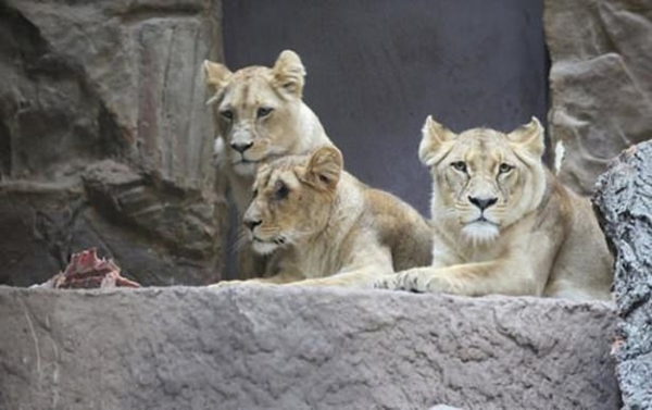 Foto - Vahşi doğadan ölümcül kavgalar