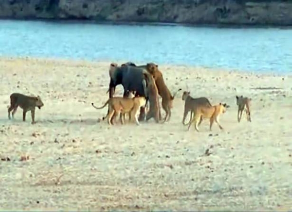 Foto - Vahşi doğadan ölümcül kavgalar