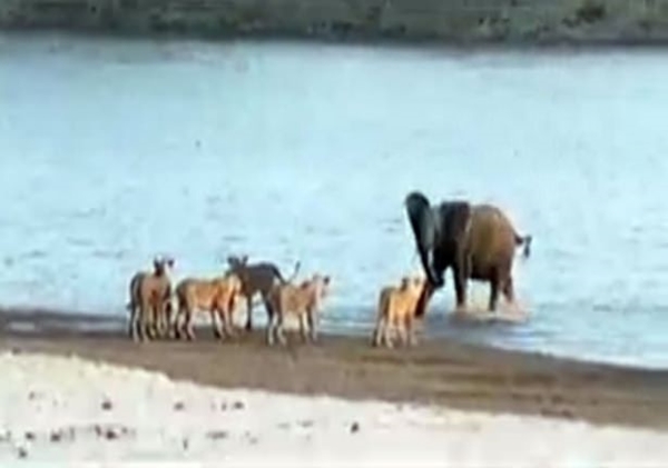 Foto - Vahşi doğadan ölümcül kavgalar