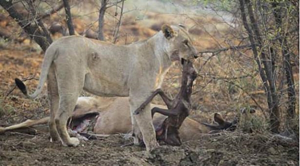 Foto - Vahşi doğadan ölümcül kavgalar