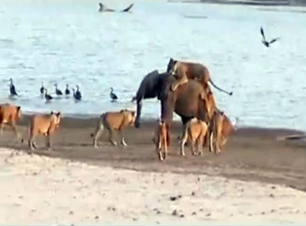 Foto - Vahşi doğadan ölümcül kavgalar