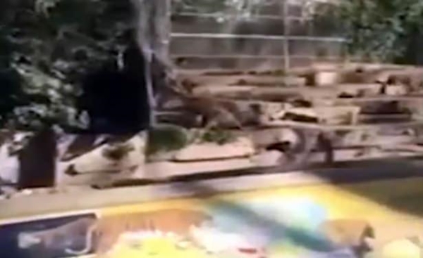 Foto - Vahşi doğadan ölümcül kavgalar