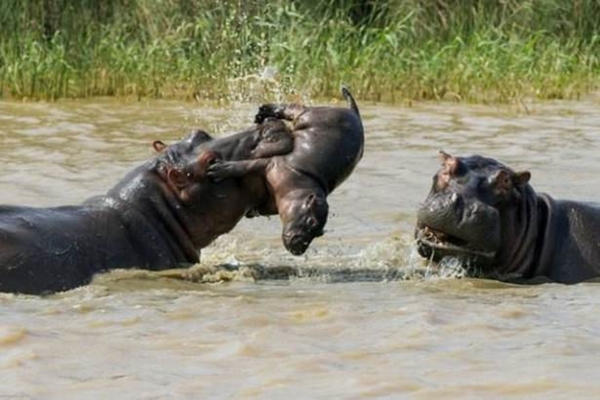 Foto - Vahşi doğadan ölümcül kavgalar