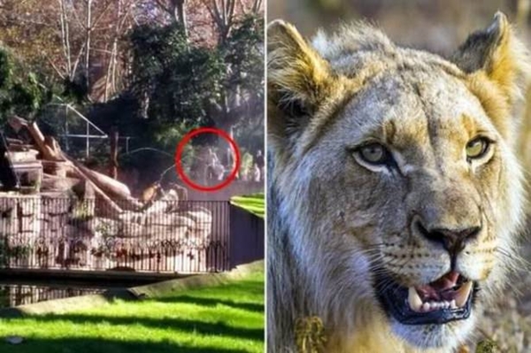 Foto - Vahşi doğadan ölümcül kavgalar