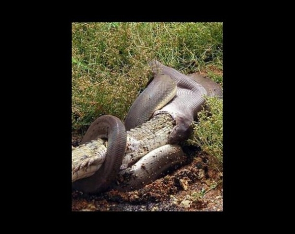 Foto - Vahşi doğadan ölümcül kavgalar