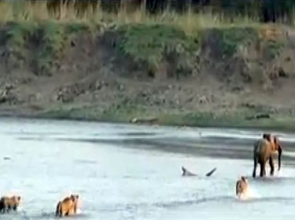 Foto - Vahşi doğadan ölümcül kavgalar