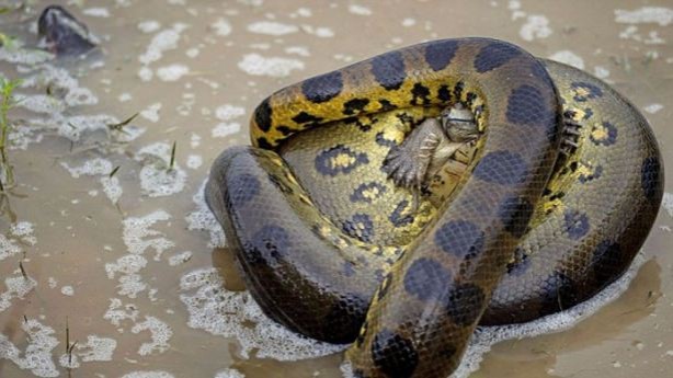 Foto - Vahşi doğadan tuhaf görüntüler