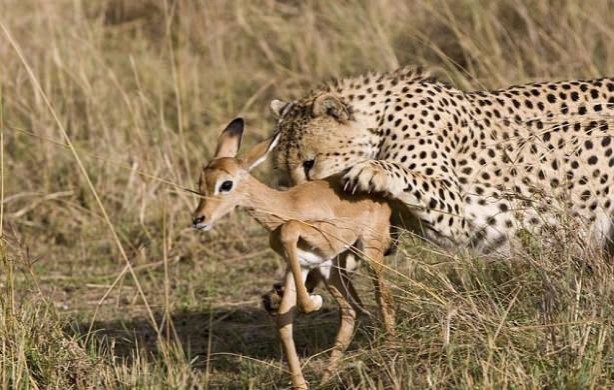 Foto - Vahşi doğadan tuhaf görüntüler