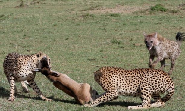 Foto - Vahşi doğadan tuhaf görüntüler
