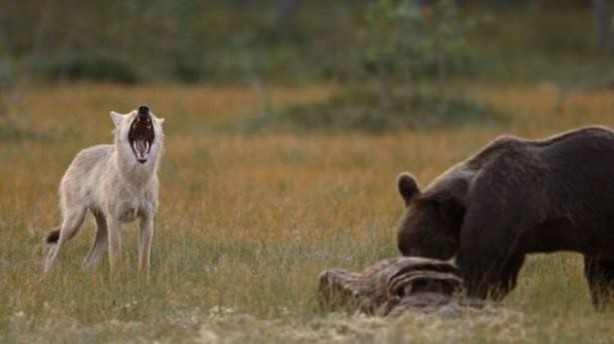 Foto - Vahşi doğadan tuhaf görüntüler