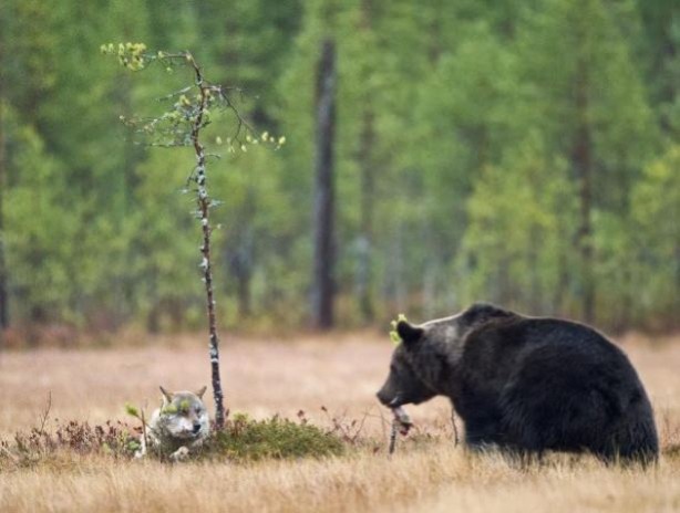 Foto - Vahşi doğadan tuhaf görüntüler