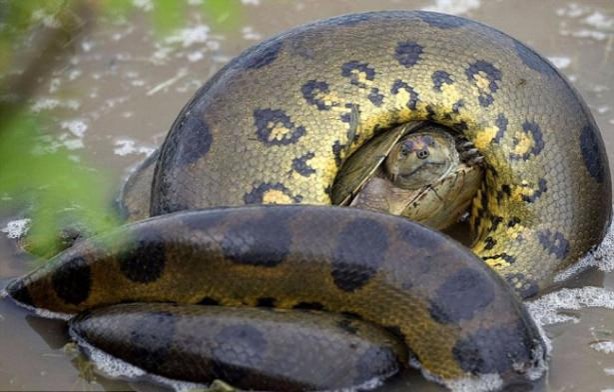Foto - Vahşi doğadan tuhaf görüntüler