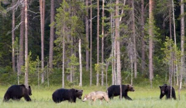 Foto - Vahşi doğadan tuhaf görüntüler