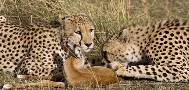 Foto - Vahşi doğadan tuhaf görüntüler