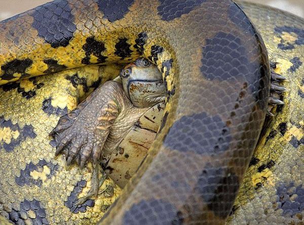 Foto - Vahşi doğadan tuhaf görüntüler