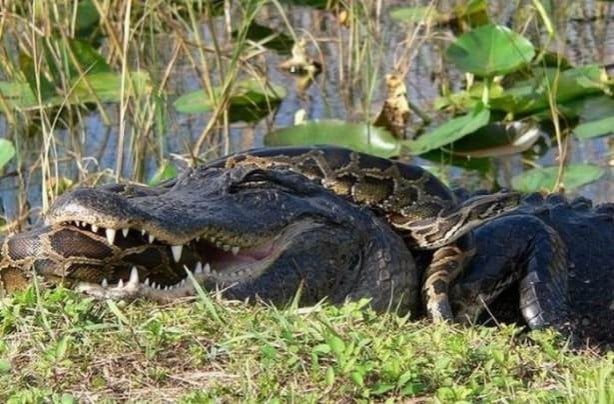 Foto - Vahşi doğadan tuhaf görüntüler
