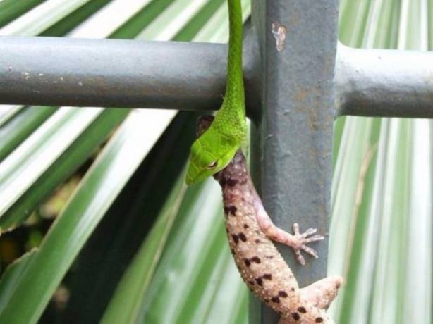 Foto - Vahşi doğadan tuhaf görüntüler